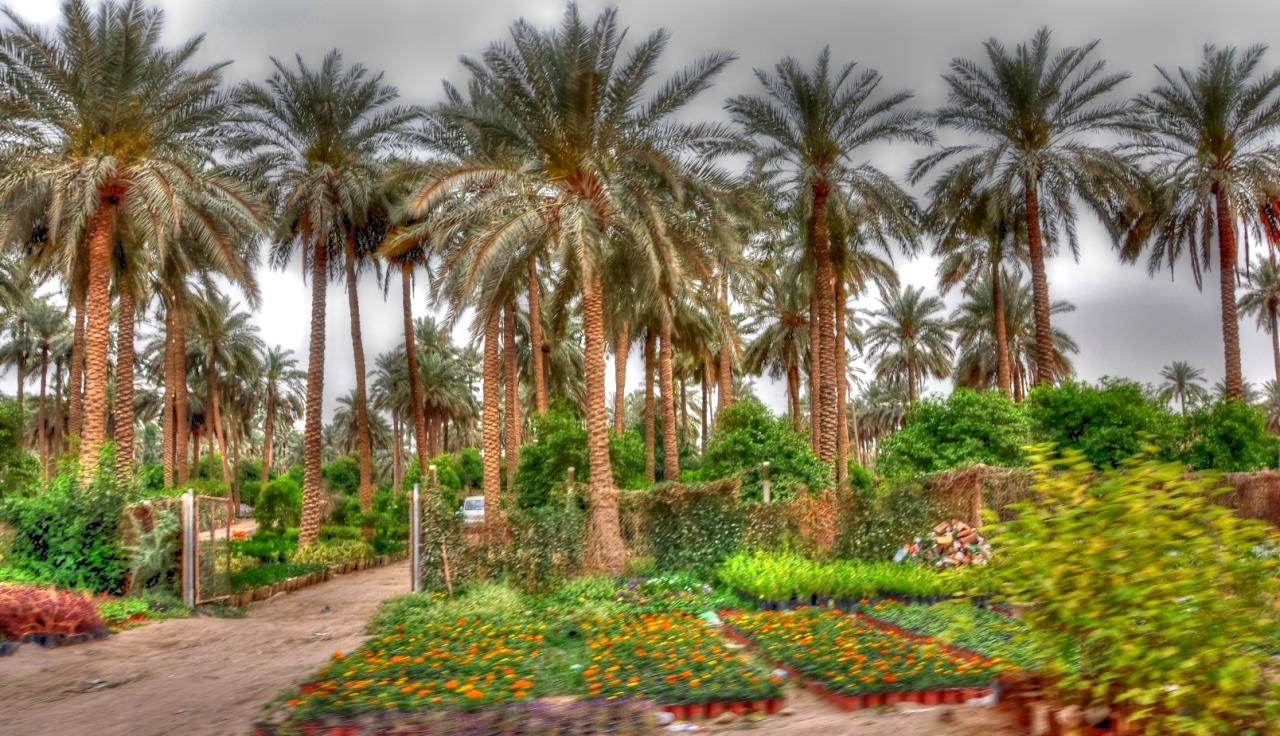 وزارة الدفاع تنجز مشروع 1050 هكتاراً من واحات النخيل بالجنوب التونسي