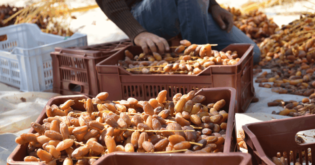 ‘شهر التّمور من المنتج إلى المستهلك’ يتواصل وسط العاصمة